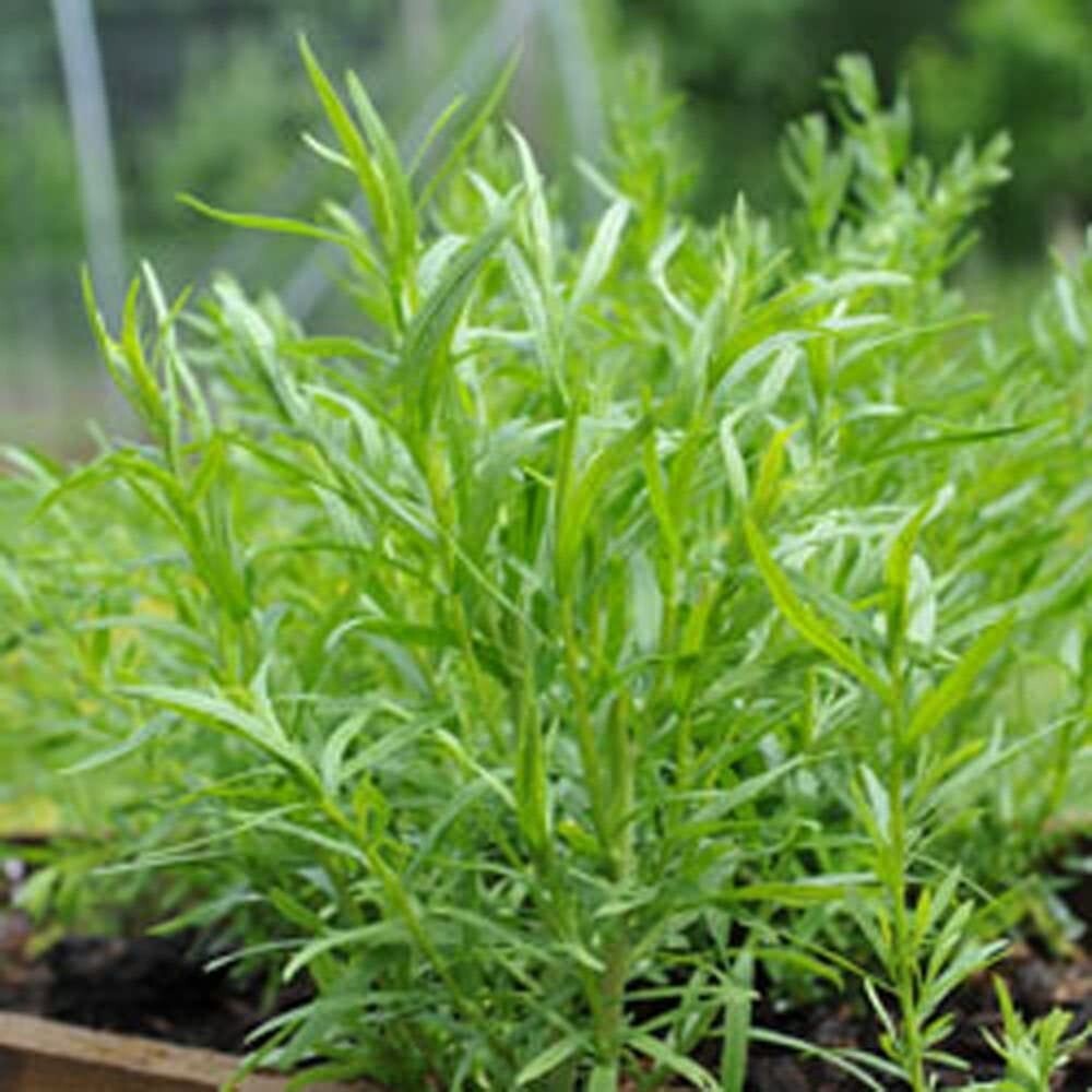 Burpee Tarragon Russian Herb Seeds Full Sun Aromatic Outdoors Seed Packet