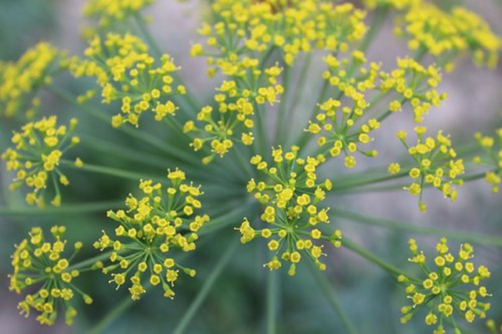 DILL BOUQUET SEEDS 500+ | A NON-GMO Heirloom Herb, Spice, Culinary Flower