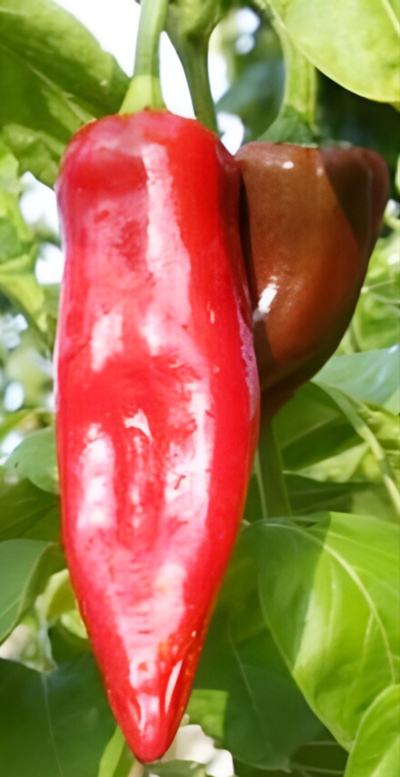 25+ BIG JIM HOT PEPPER SEEDS| NUMEX pepper| VEGETABLE culinary SALSA |