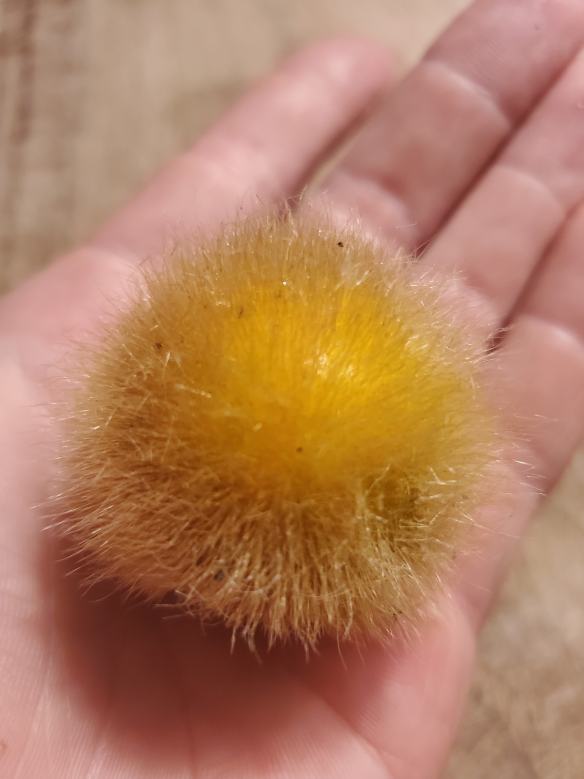 Solanum pseudolulo – 25 seeds – wild relative of Lulo/Naranjilla