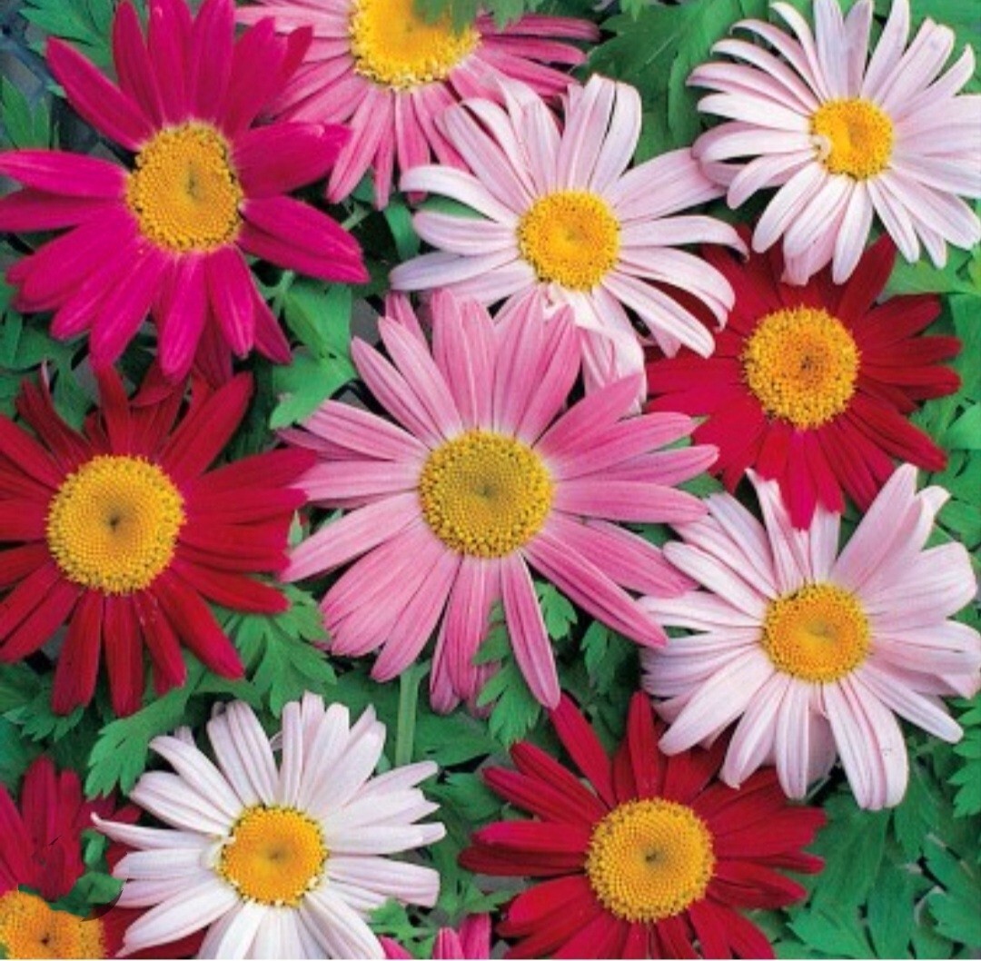 Pyrethrum SeedsTanacetum Chrysanthemum Painted Daisy Fresh Garden Seeds Heirloom
