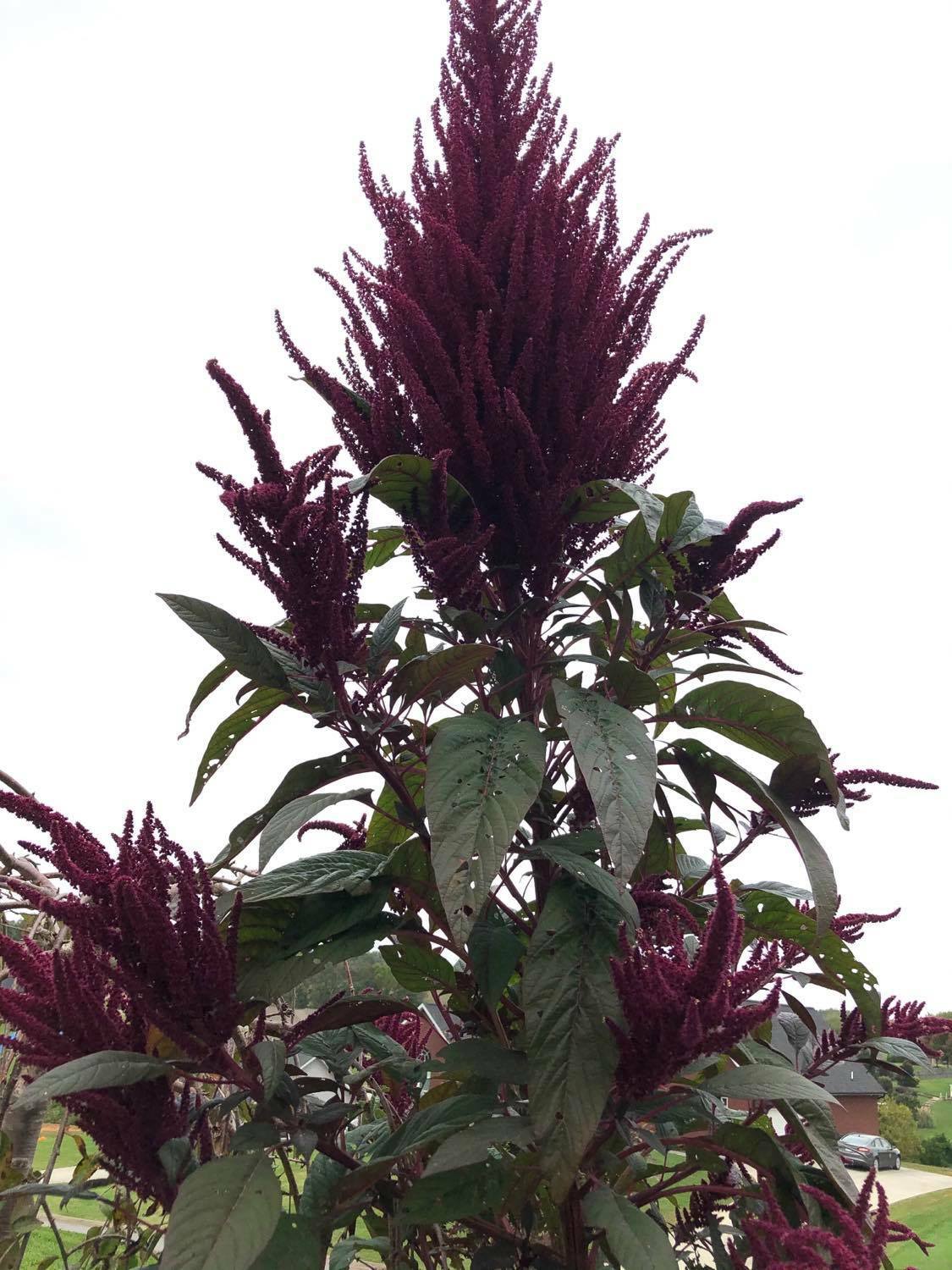 Amaranth OPOPEO Red Flower Edible Leaves & Grain Microgreens Non-GMO 1500 Seeds!
