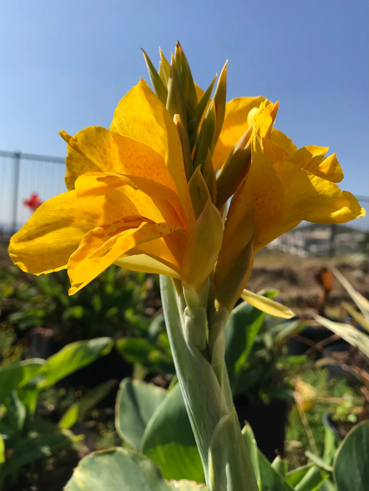Golden Lucifer Rhizomes – Yellow Red Speckled Blooms – 5-Rhizomes