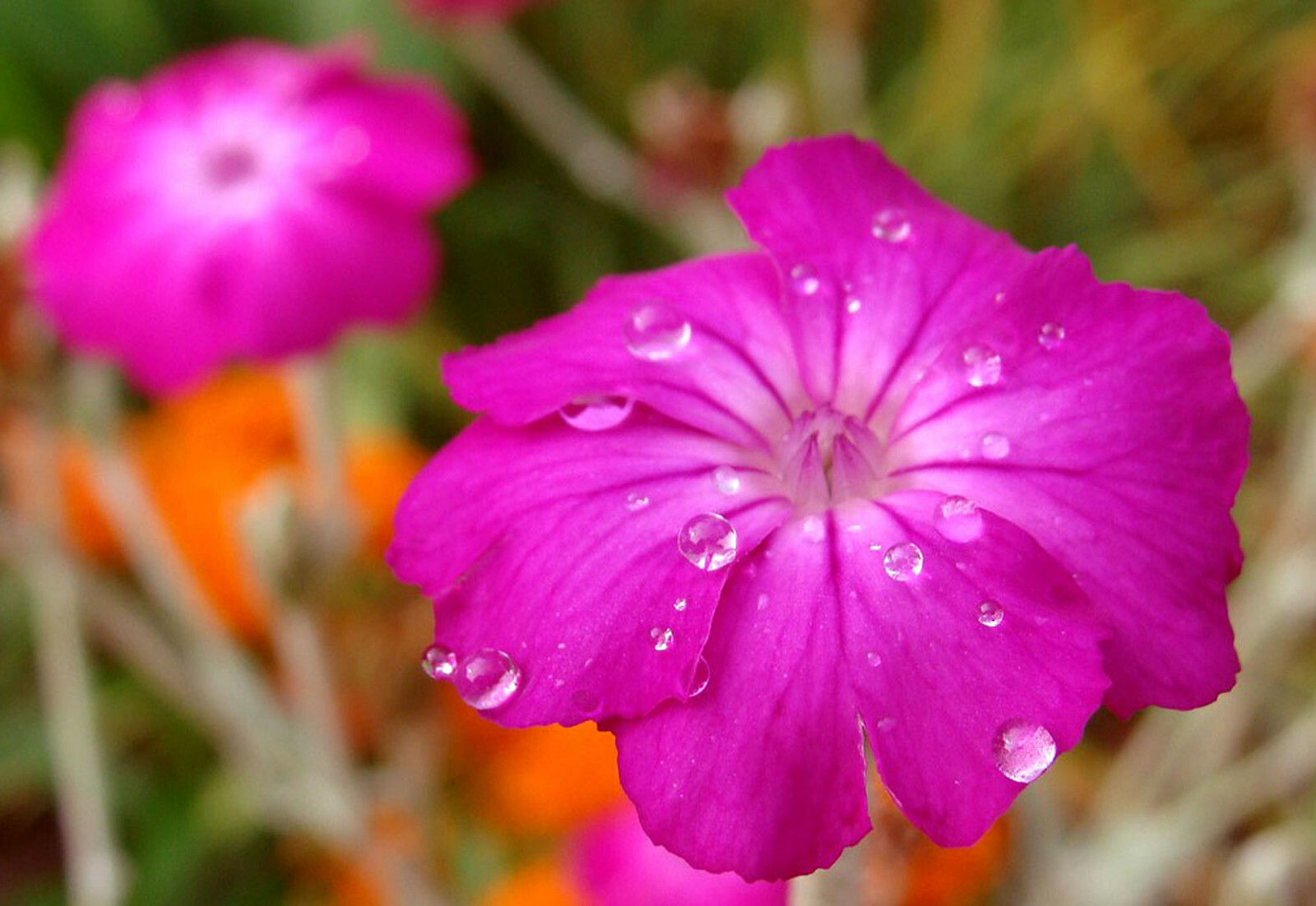 Rose Campion (Lychnis Coronaria) Organic – 50 Flower Seeds