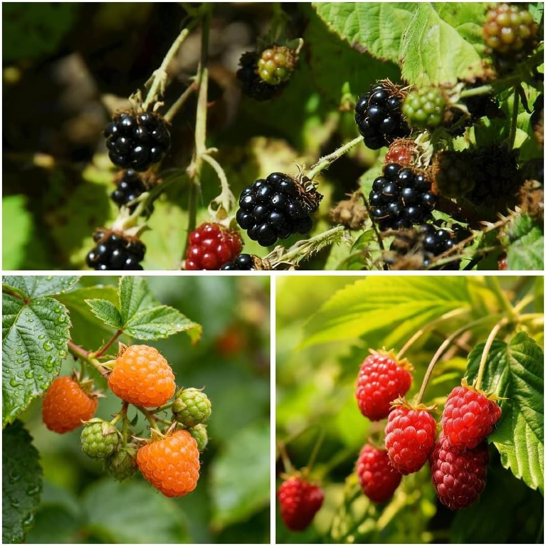 500 Raspberry Seeds, Mix Rubus Idaeus Seed for Planting, Perennial Non-GMO Fresh