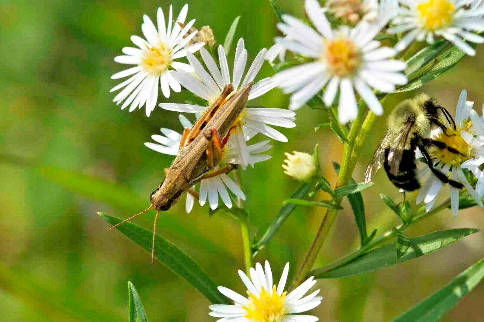 201+FALSE ASTER Seeds Perennial Native Wildflower Poor Soils Summer Fall Garden