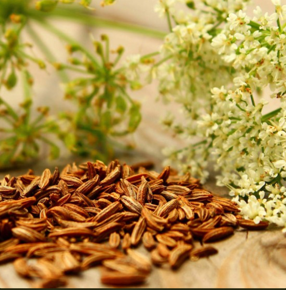 1000 Cumin Seed, Heirloom, Non-GMO, Herb Seed for Growing (1,000 Seeds)