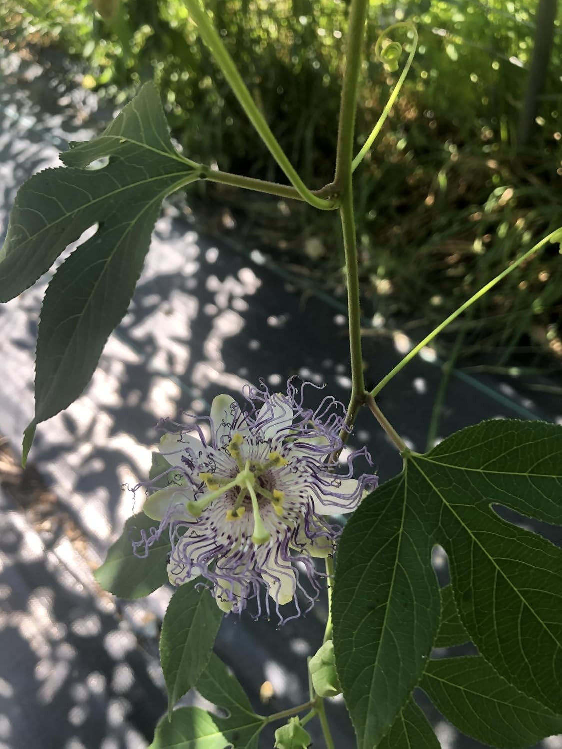 Vibrant Passion Flower Seeds – Organic 30 Count for Pollinator-Friendly Gardens