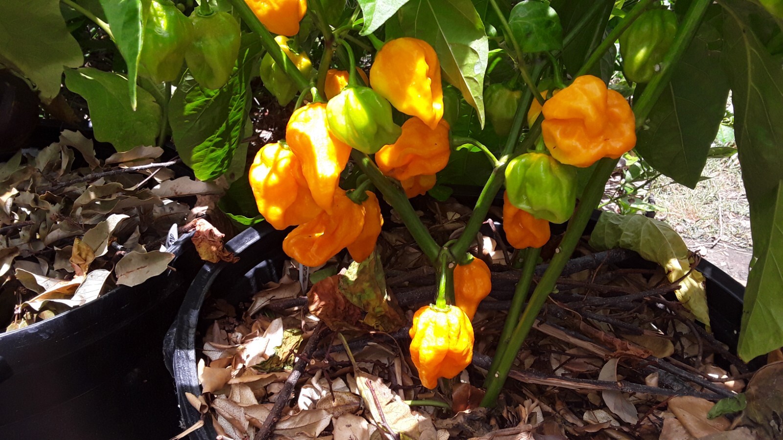 75 Large Orange Habanero Hot Peppers Seeds Fresh
