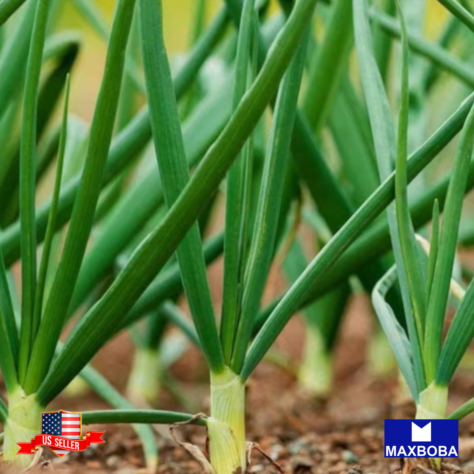 Onion Seeds – Bunching – Evergreen White Nebuka Heirloom Non-GMO