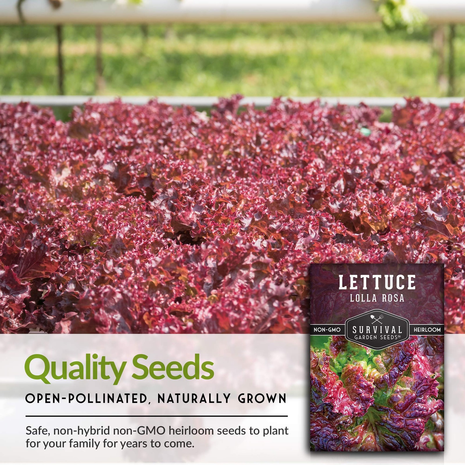 Lolla Rossa Lettuce Seeds – Heirloom Red Leaf, Cut-and-Come-Again – Ideal
