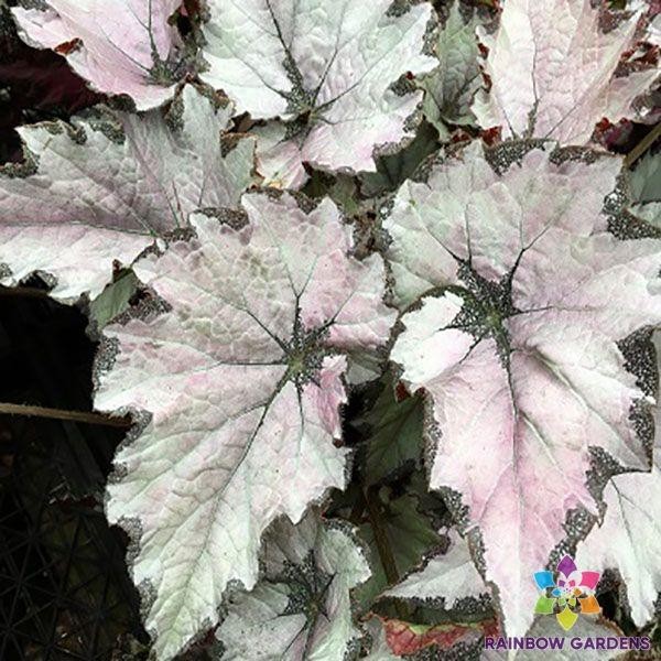 25+ Champagne Bubbles Begonia Seeds for Garden Planting – USA – FREE SHIPPING!