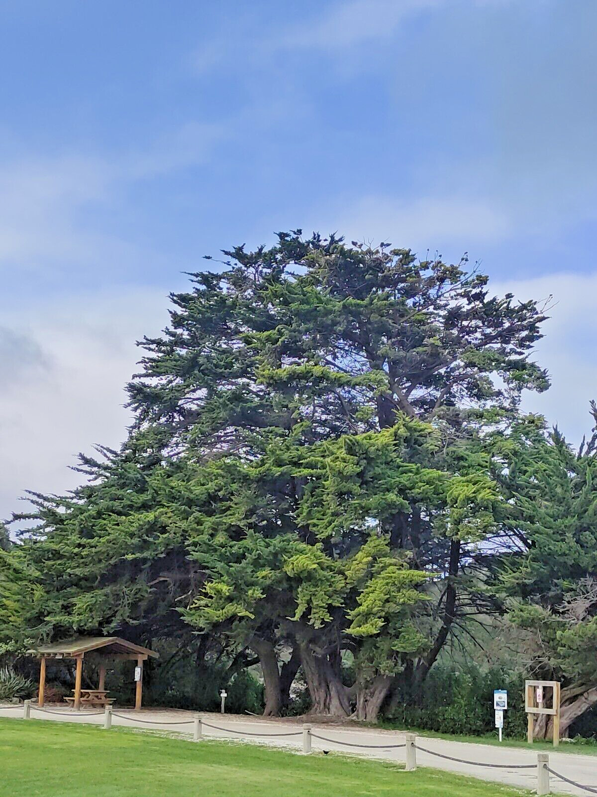 Monterey Cypress | Premium Seeds | Cupressus macrocarpa | Plants’®