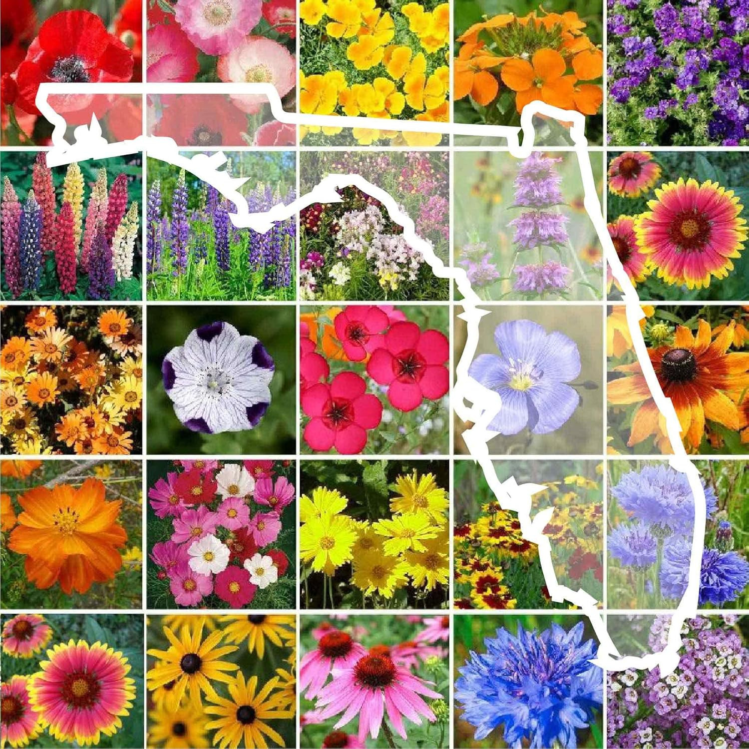 Eden Brothers Florida Wildflower Mixed Seeds for Planting, 1/4 Lb, 120,000+ Seed