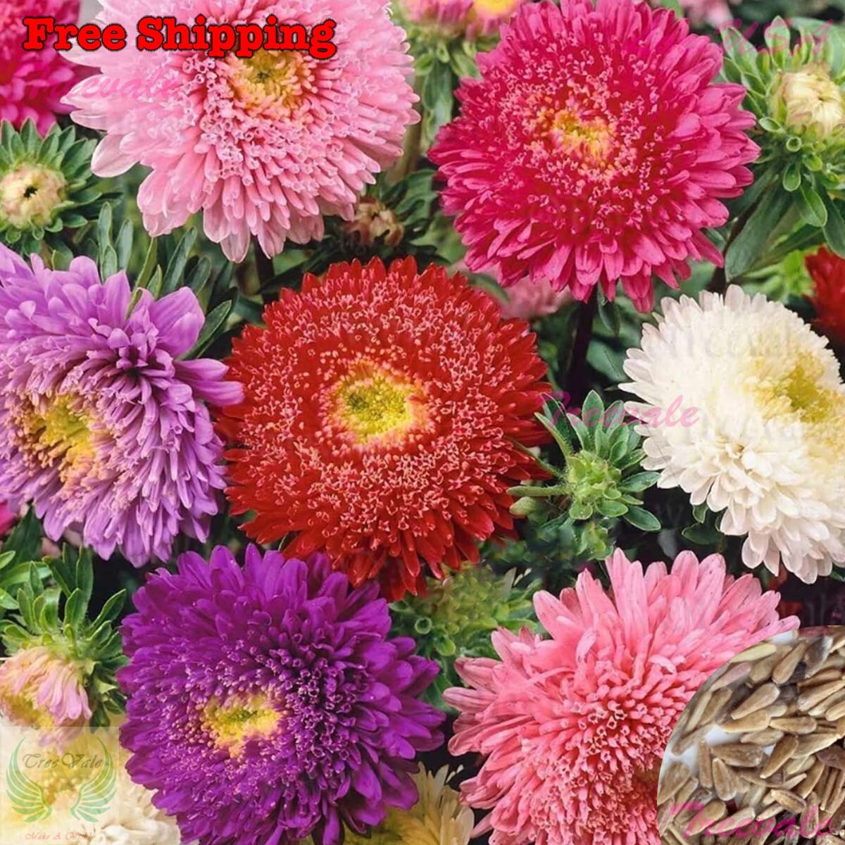 Sea Star Mix – Powder Puff Chinensis – China Aster Seeds | Flower Seeds