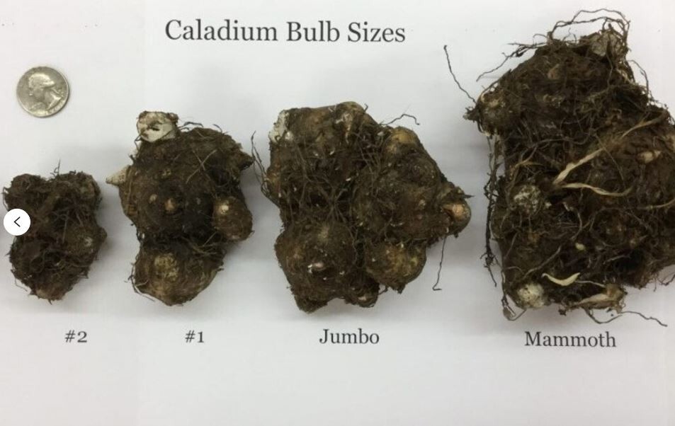 2ct Aaron White Caladium Bulbs – Xplosionseeds