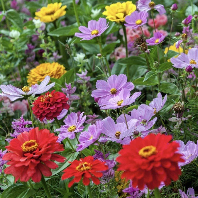 25 Cosmic Zen – Zinnia & Cosmos Flower Seed Mix Attracts Hummingbirds USA Seller