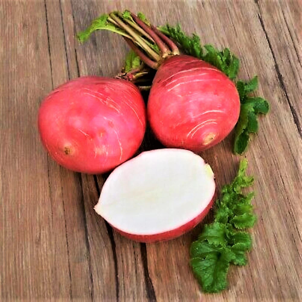 German Giant Radish Seeds | Large Red Globe Radishes Crimson Vegetable Seed 2024