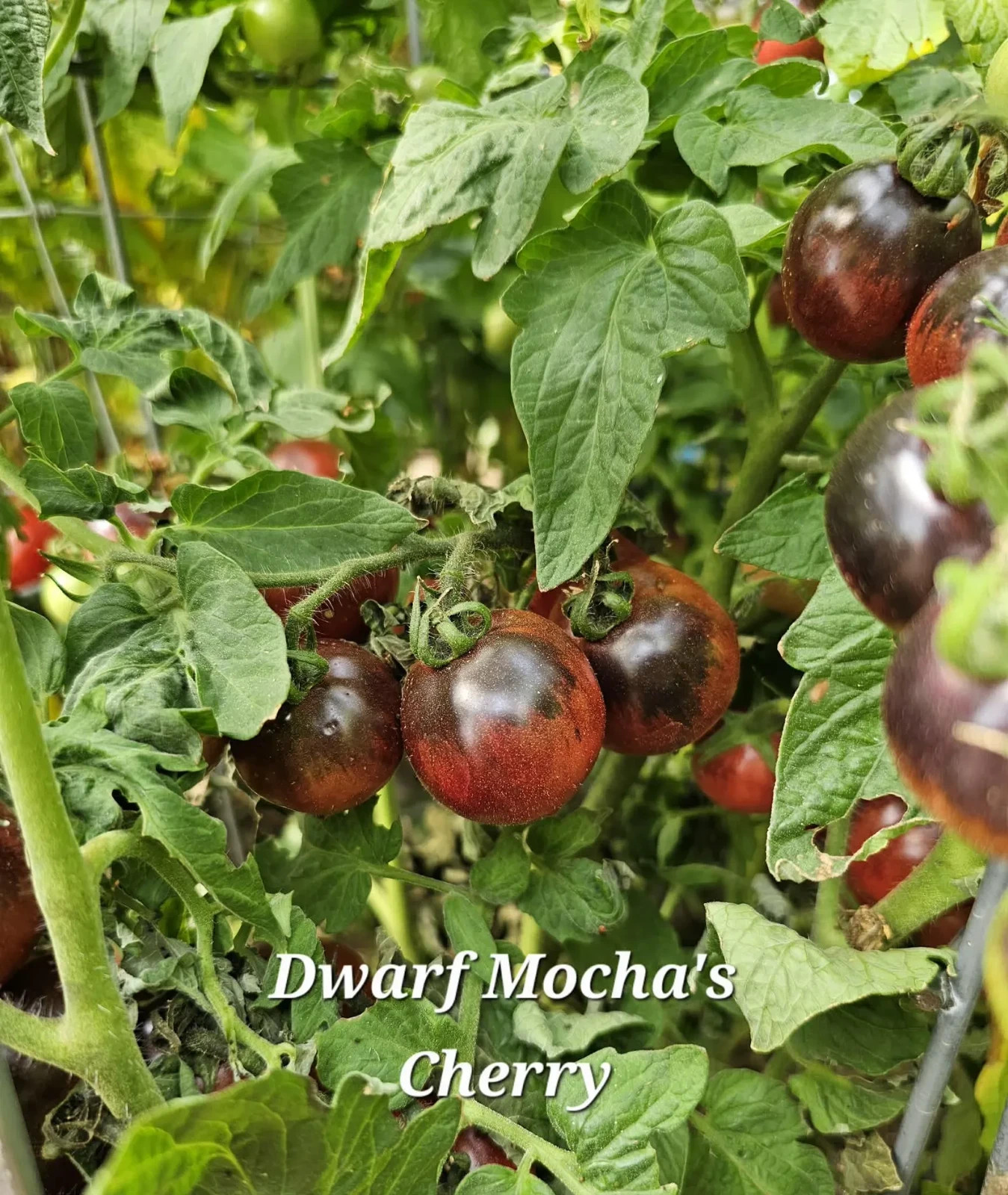 10 seeds Dwarf Mocha’s Cherry Tomato ORGANIC Rare Anthocyanin Variety