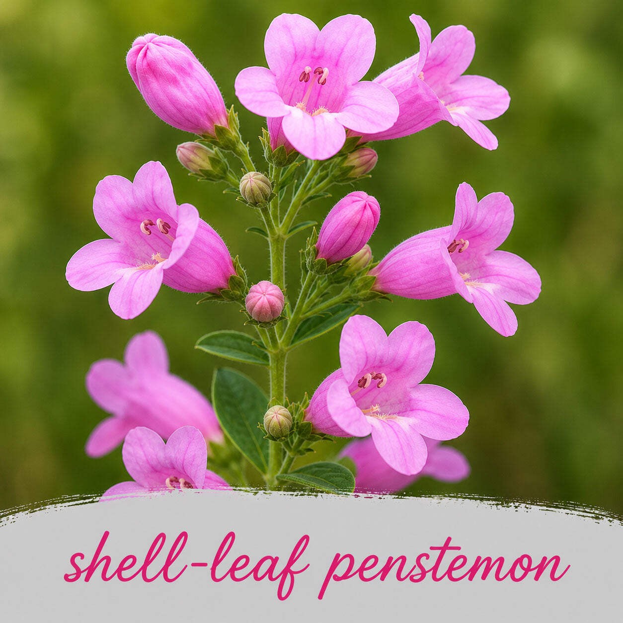 Mini Native Short Hummingbird Seed Mix | Prairie Legacy Inc.