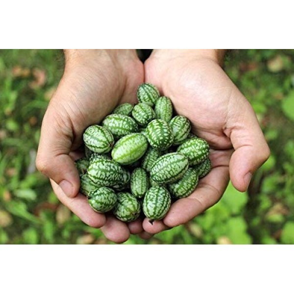 100+ Cucamelon Seeds Mouse Melon Mexican Sour Gherkin Organic Non GMO grown USA