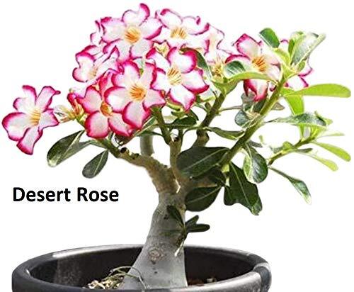 Flowering Bonsai Tree Seed Bundle #2 – All Flowering Tree Seeds, Vibrant Colors