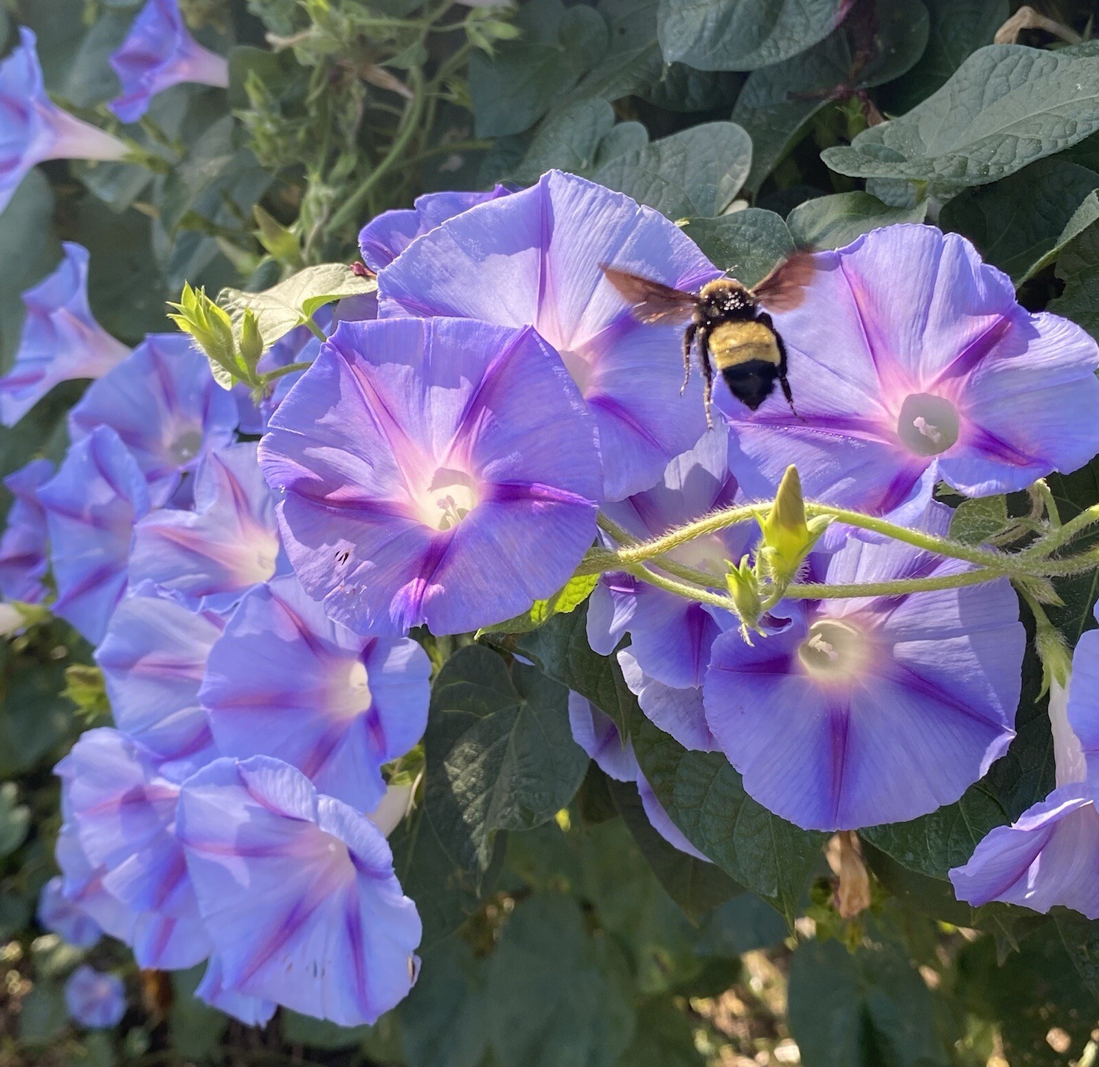 Morning Glory 25 Seeds Purple Blue Flowers Climbers Climbing Vine Hummingbirds