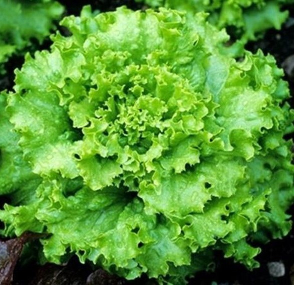 2g Fresh | NON-GMO | Grand Rapids Leaf Premium Lettuce Seeds-B 39