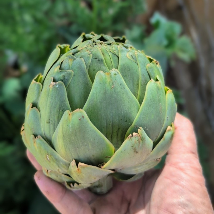 Green Globe Artichoke Seeds Heirloom Non GMO Vegetable Garden Seeds