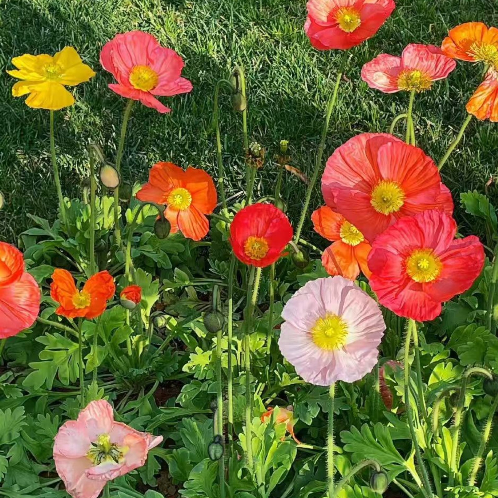 1000 Iceland Poppy Seeds – Mixed Colors Papaver nudicaule for Zones 2–8 Garden