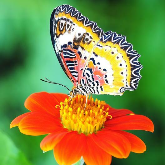 Sunflower MEXICAN TORCH Bees, Butterflies, Hummingbirds USA Non-GMO 100+ Seeds!