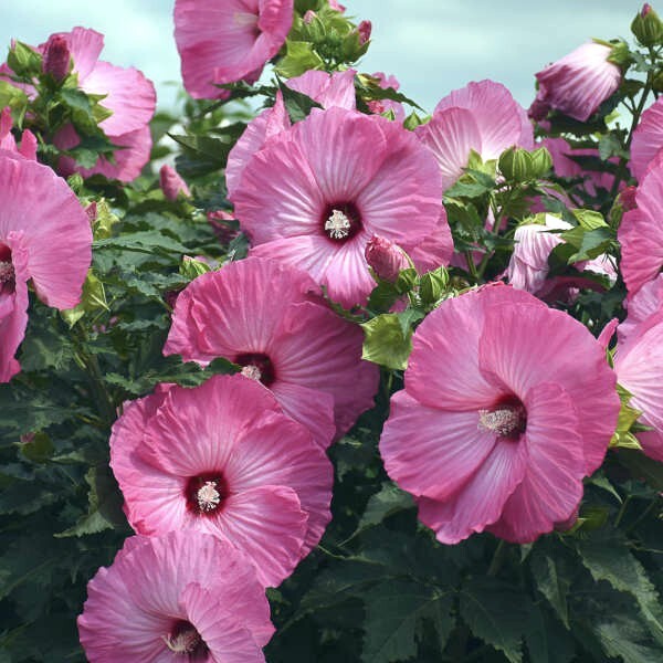 20 Pink Swamp Mallow Rose Seeds “LARGE FLOWER” Hardy Hibiscus Fast Garden Plant