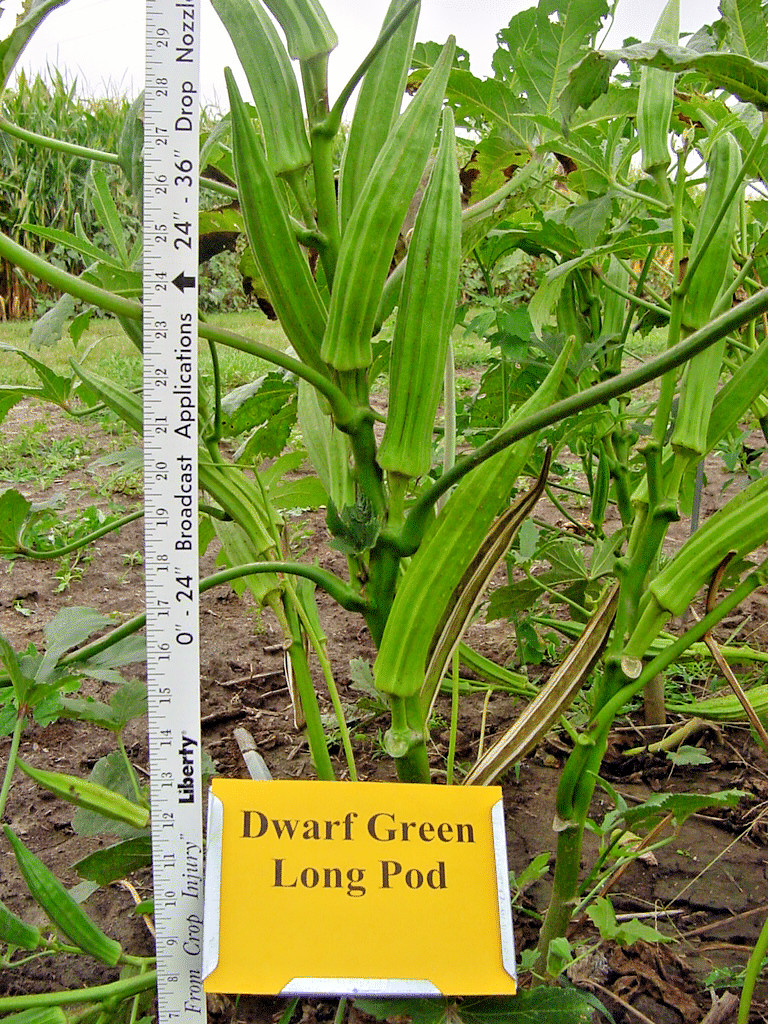 40+PERKINS DWARF OKRA Seeds Compact 4′ Plant Full Size 8″ Pods Garden Container