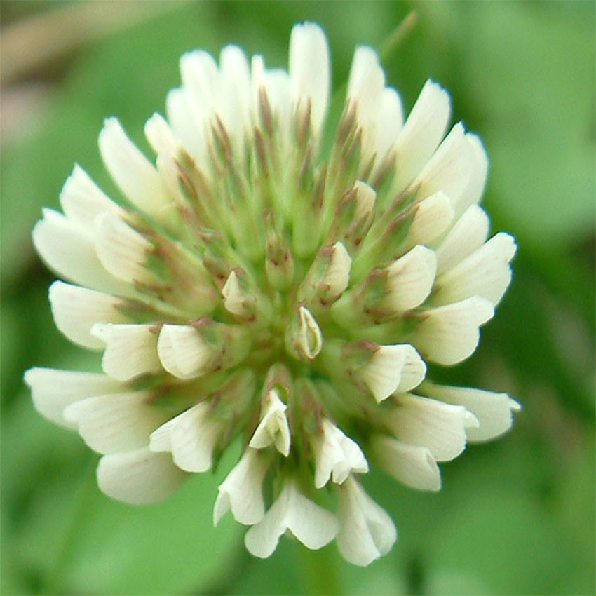 SeedRanch White Dutch Clover Seed: Nitro-Coated & Inoculated – 50 Lbs.