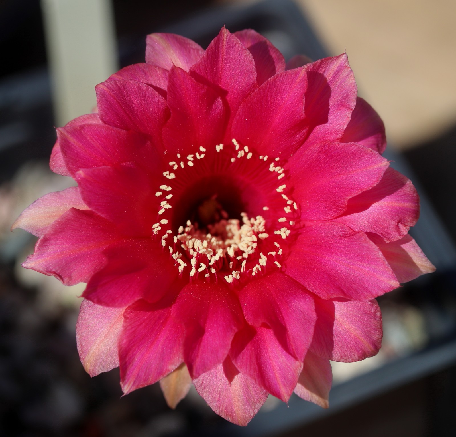 Echinopsis hybrid ‘Red 138’