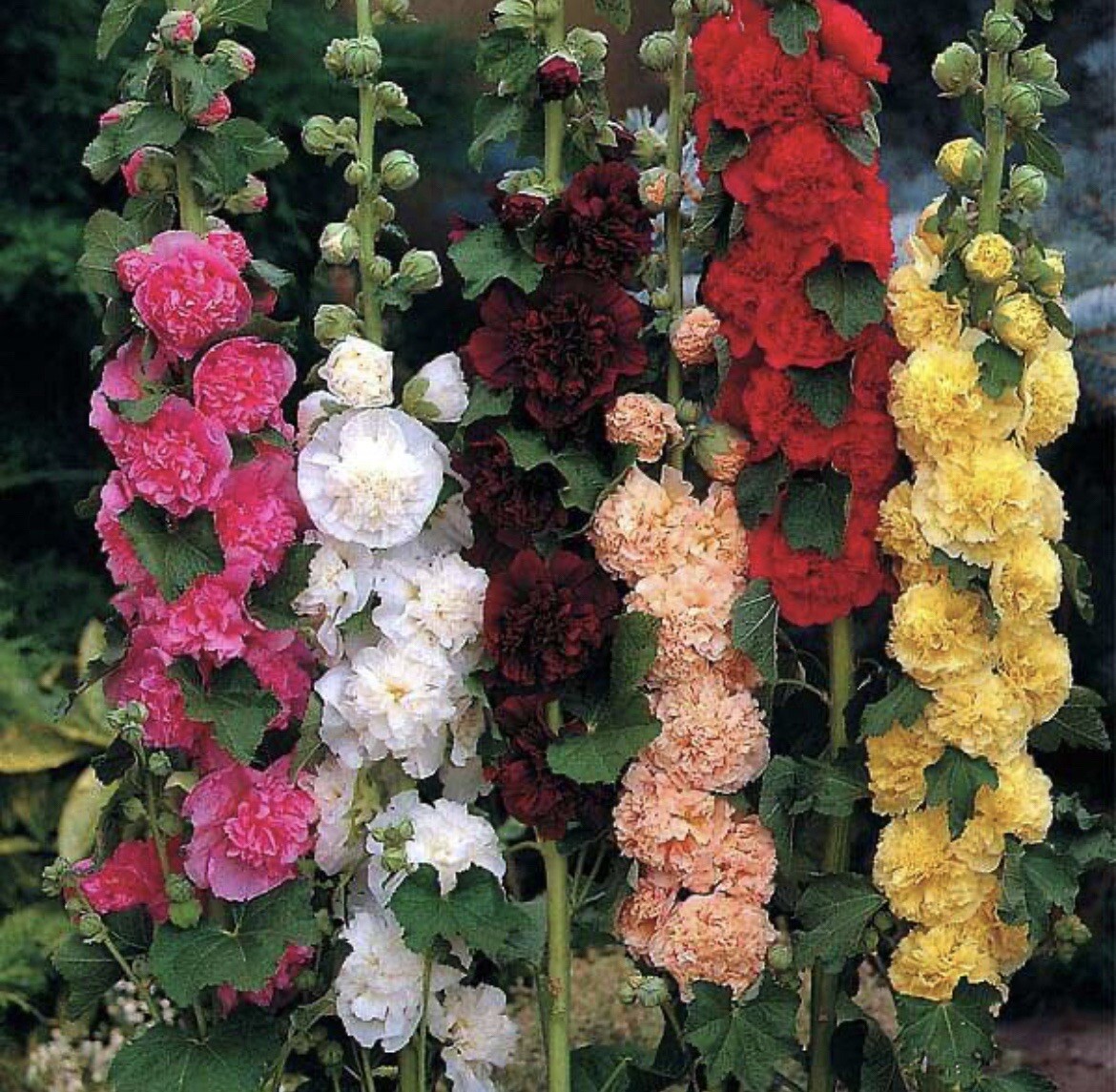 60+SEEDS- Hollyhock CHATER’S DOUBLE Mix Peony Flowered Blooms Biennial Non-GMO