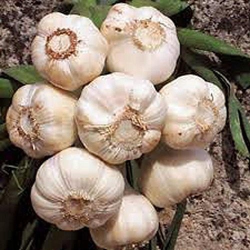 Garlic Bulb 8 Pack, Fresh California SOFTNECK Garlic Bulb for Planting and Gr…