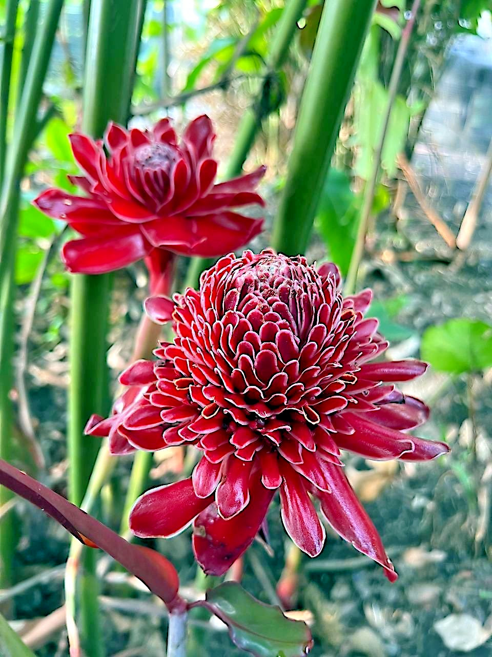 10 RED TORCH Ginger Seeds (Etlingera elatior) Flower Tropical Garden Plant RARE!