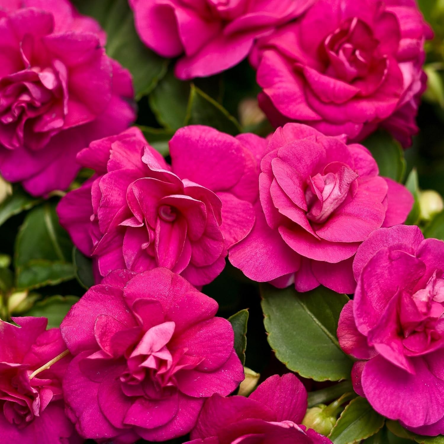 “500+ Mixed Impatiens Seeds for Outdoor Gardening & Indoor Potted Plants”