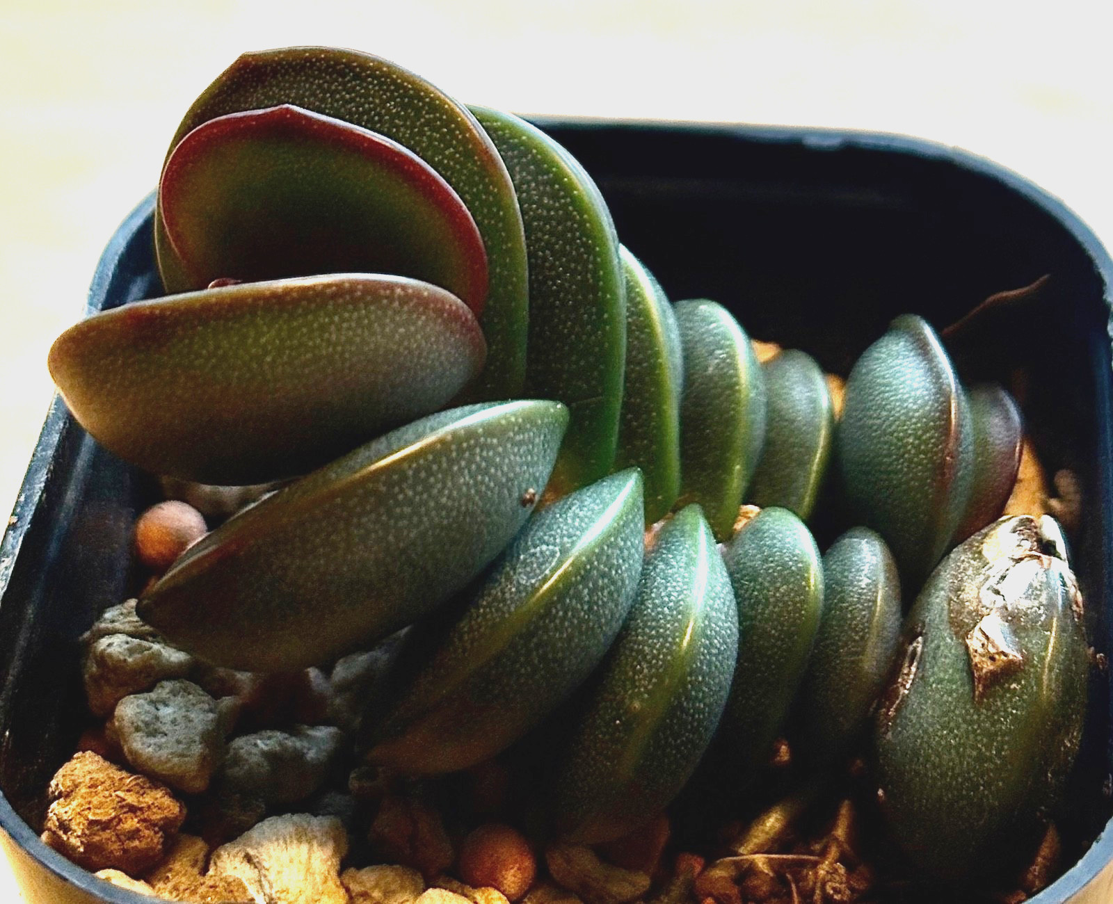 Adromischus subdistichus ex. Steven Hammer succulent cactus