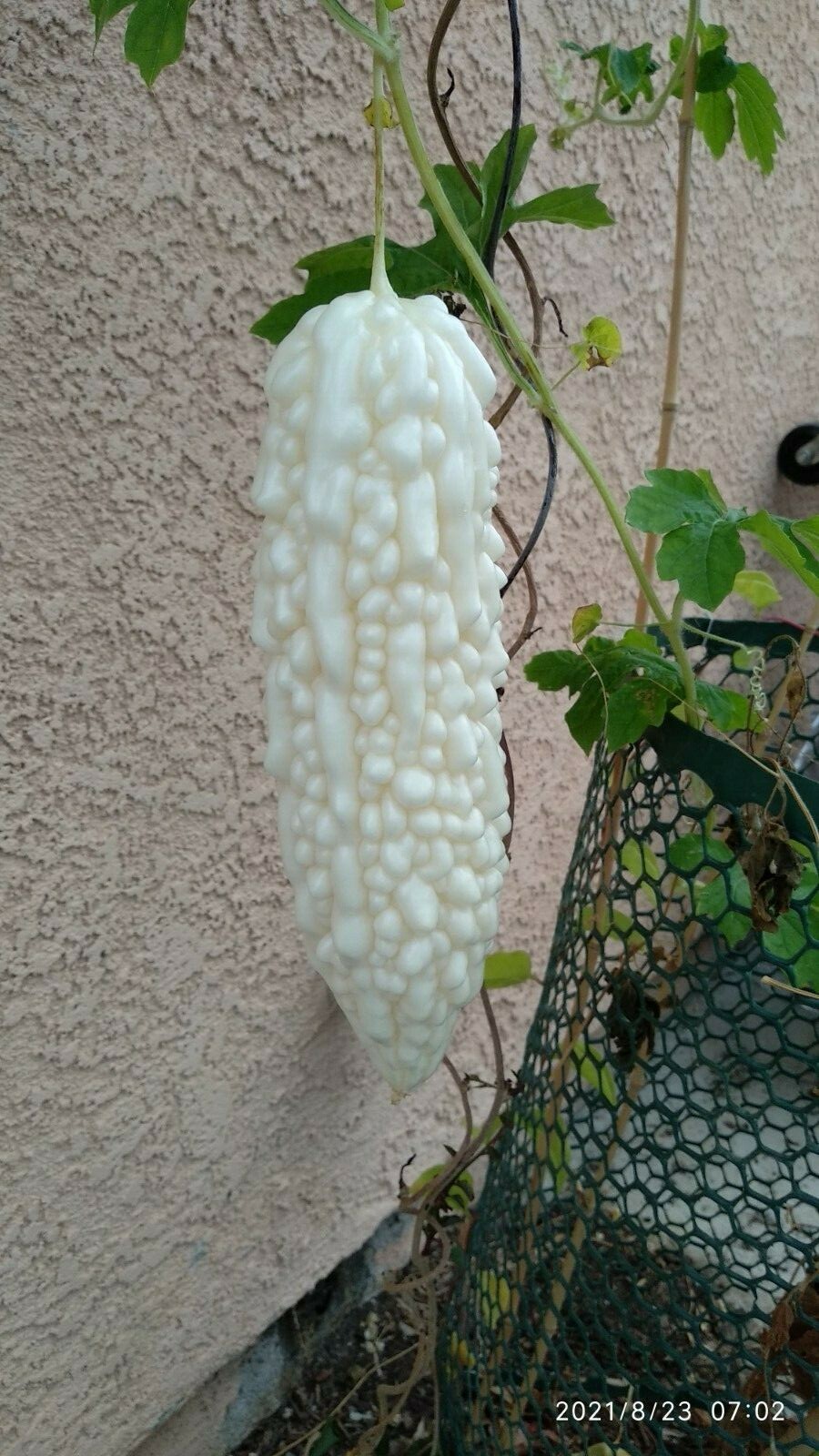日本白玉苦瓜子 Japanese Jade Bitter melon seeds (6 pcs).