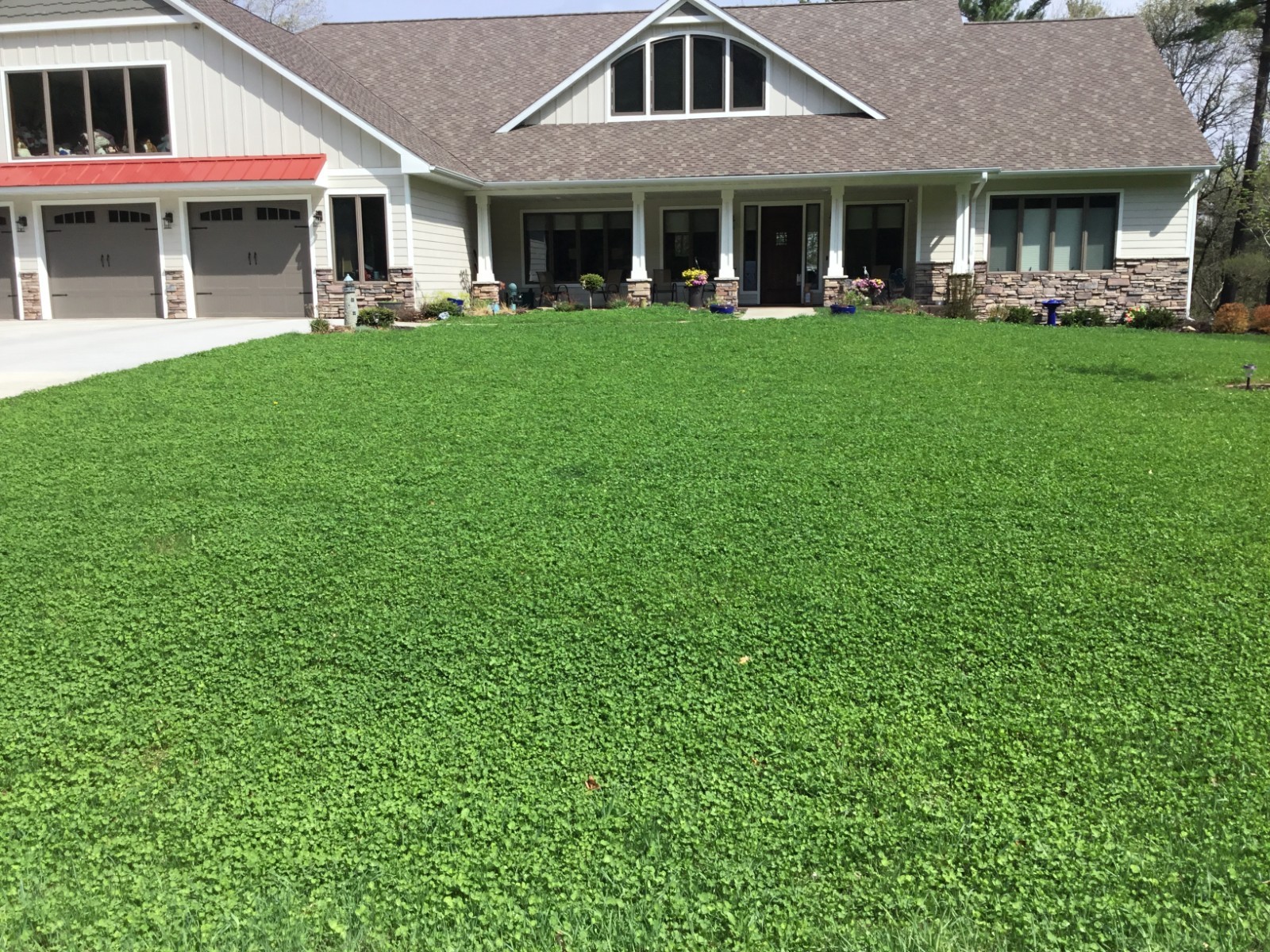 Micro Clover Seed, Organic Coated, Eco-Friendly, Low Growing, Low Maintenance