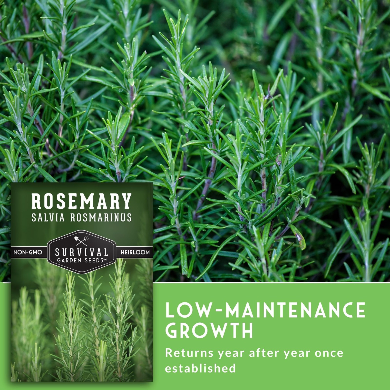 Rosemary Seeds for Planting – Heirloom Rosemary Herb Salvia rosmarinus for In…