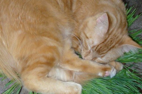 ORGANIC WHEAT GRASS 6000 SEEDS CAT/RABBIT/DOG/BIRD/TURTLE & HUMANS FRESH 2023*
