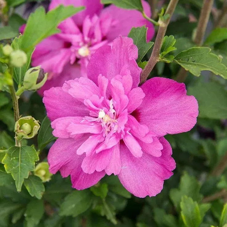 Althea (Hibiscus Syriacus) | 2 Bare-roots