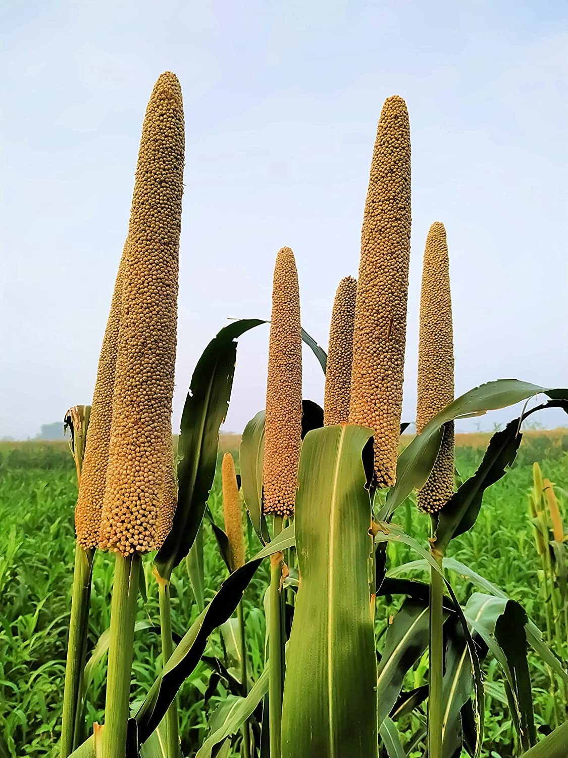 Pearl Millet Grass Seeds for Planting Pennisetum glaucum Ornamental Grass