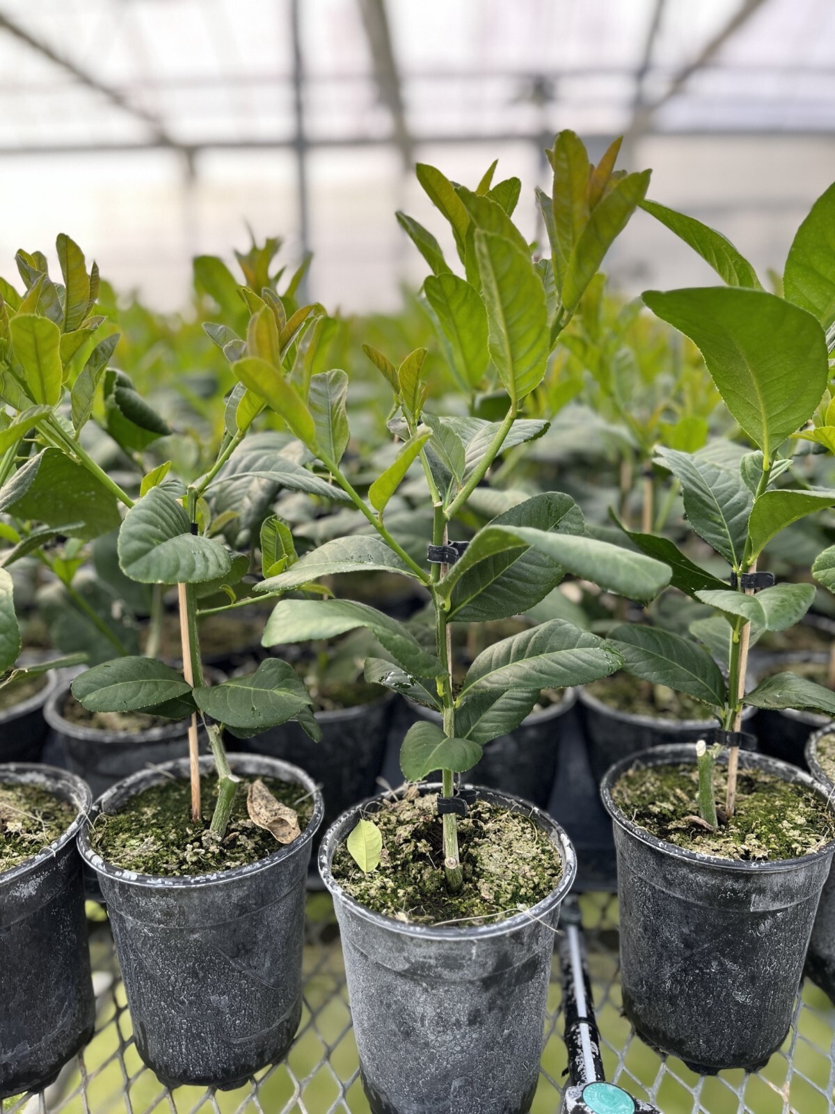 Florida only! Buddhas Hand Tree, 12-15 inches; 5″ container, Rooted Cutting/Bush