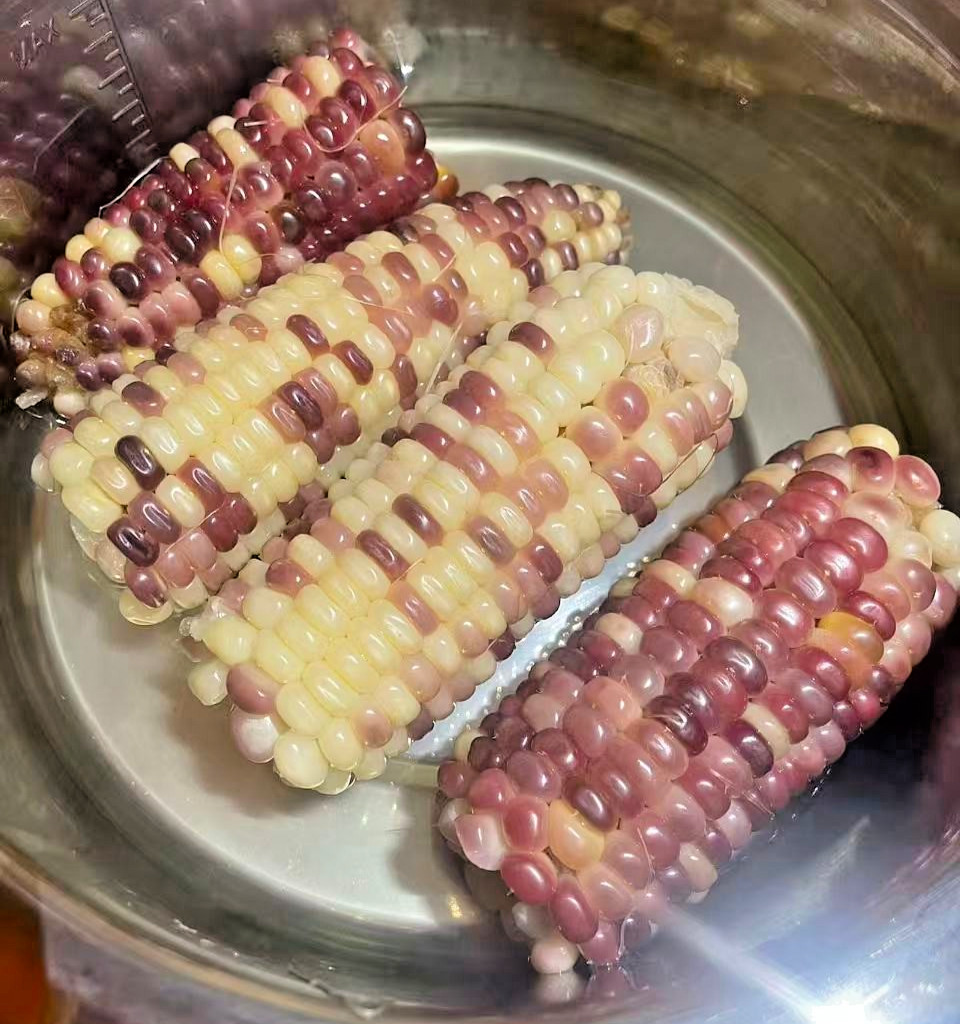 Organic Sweet Sticky Waxy Mixed Variety Glutinous Corn Non-GMO 糯玉米