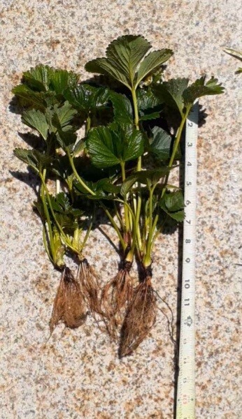 4- large 8-9 inch plants Everbearing Strawberry Plants no pesticide