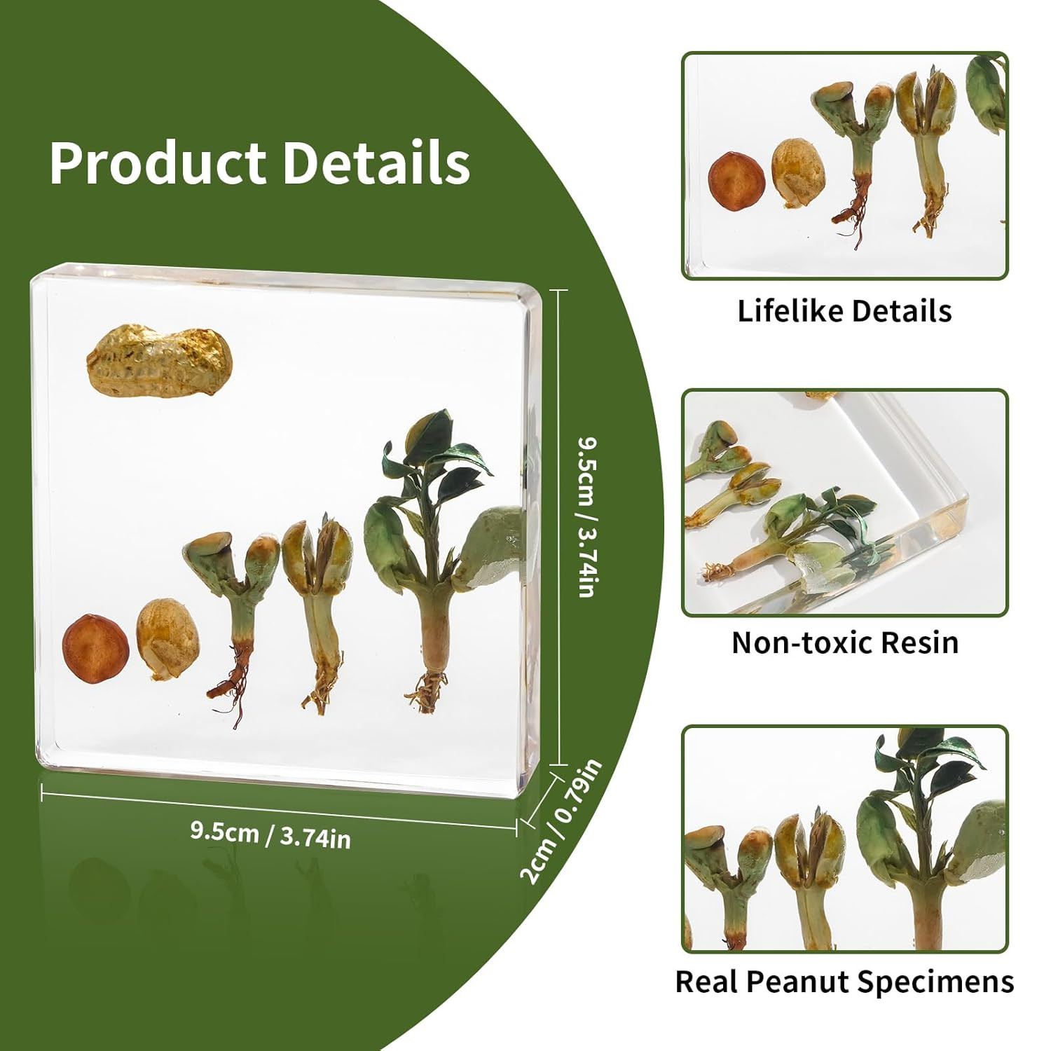 Peanut Life Cycle Kit, Peanut Specimen Real Plant Resin Encased Seeds Sprouts Po